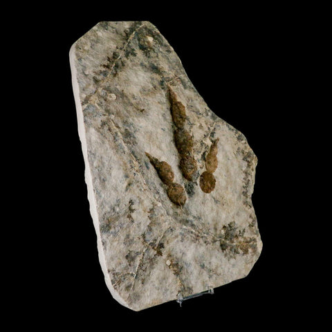 5.2" Grallator Variabilis Dinosaurs Track Foot Print Jurassic Age France COA, Stand - Fossil Age Minerals