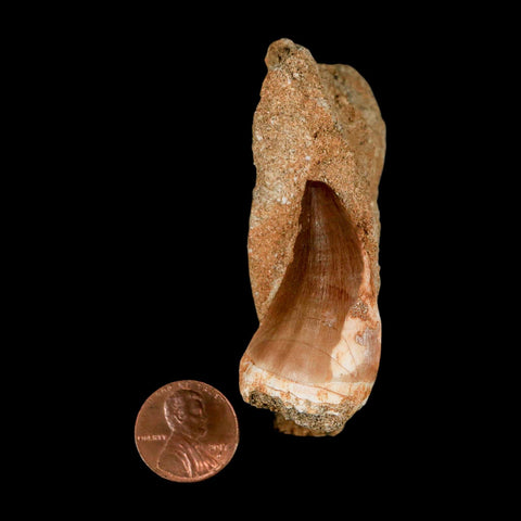 1.6" Mosasaur Prognathodon Fossil Tooth In Matrix Cretaceous Dinosaur Era COA - Fossil Age Minerals