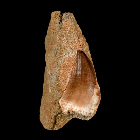 1.6" Mosasaur Prognathodon Fossil Tooth In Matrix Cretaceous Dinosaur Era COA