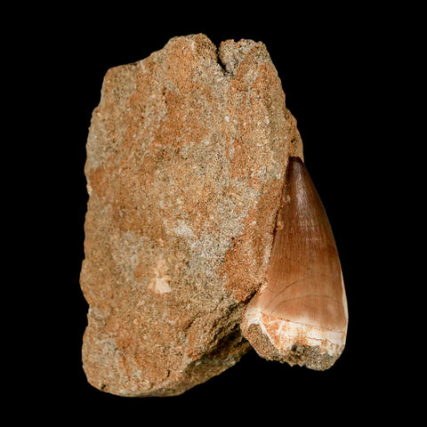 1.6" Mosasaur Prognathodon Fossil Tooth In Matrix Cretaceous Dinosaur Era COA - Fossil Age Minerals