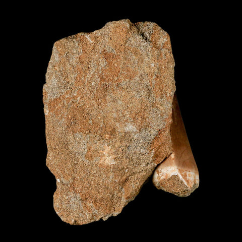 1.6" Mosasaur Prognathodon Fossil Tooth In Matrix Cretaceous Dinosaur Era COA - Fossil Age Minerals