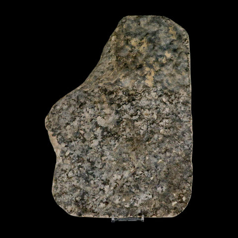 5.2" Grallator Variabilis Dinosaurs Track Foot Print Jurassic Age France COA, Stand - Fossil Age Minerals