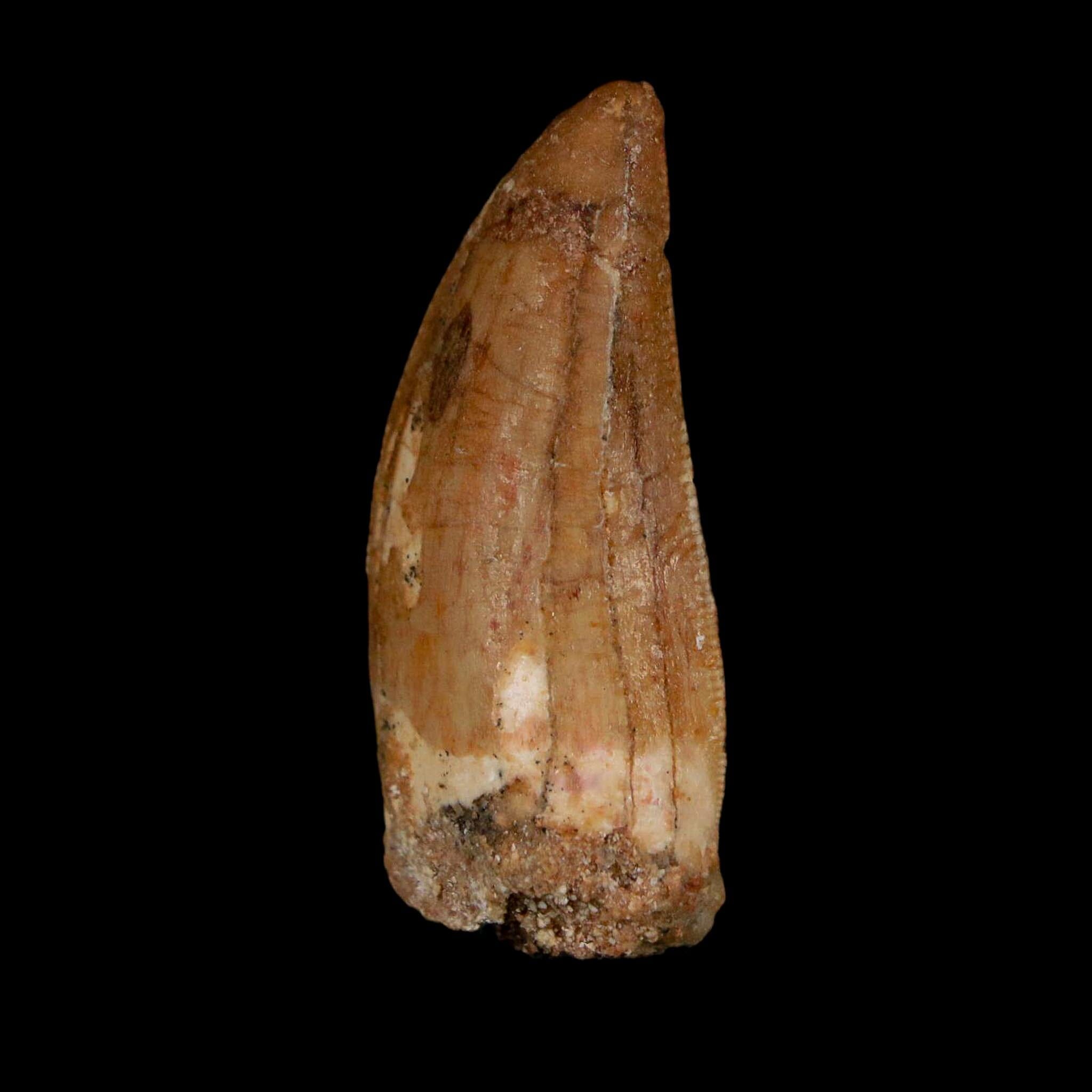 1.7" Carcharodontosaurus Fossil Tooth Cretaceous Dinosaur Morocco COA Stand - Fossil Age Minerals