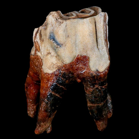 3.6" Woolly Rhinoceros Fossil Rooted Tooth Pleistocene Age Megafauna Russia COA