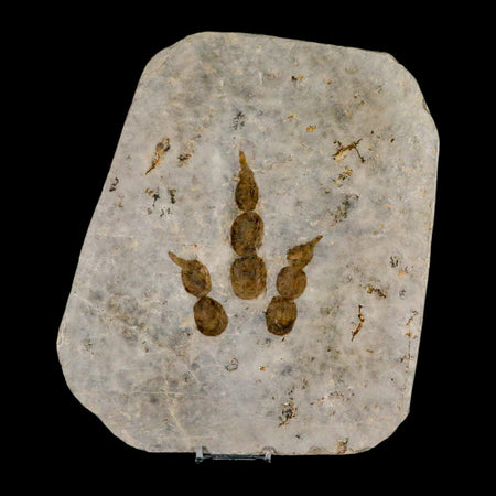 4.3" Grallator Variabilis Dinosaurs Track Foot Print Jurassic Age France COA, Stand
