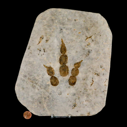 4.3" Grallator Variabilis Dinosaurs Track Foot Print Jurassic Age France COA, Stand - Fossil Age Minerals