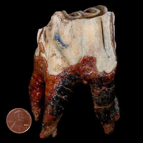3.6" Woolly Rhinoceros Fossil Rooted Tooth Pleistocene Age Megafauna Russia COA - Fossil Age Minerals