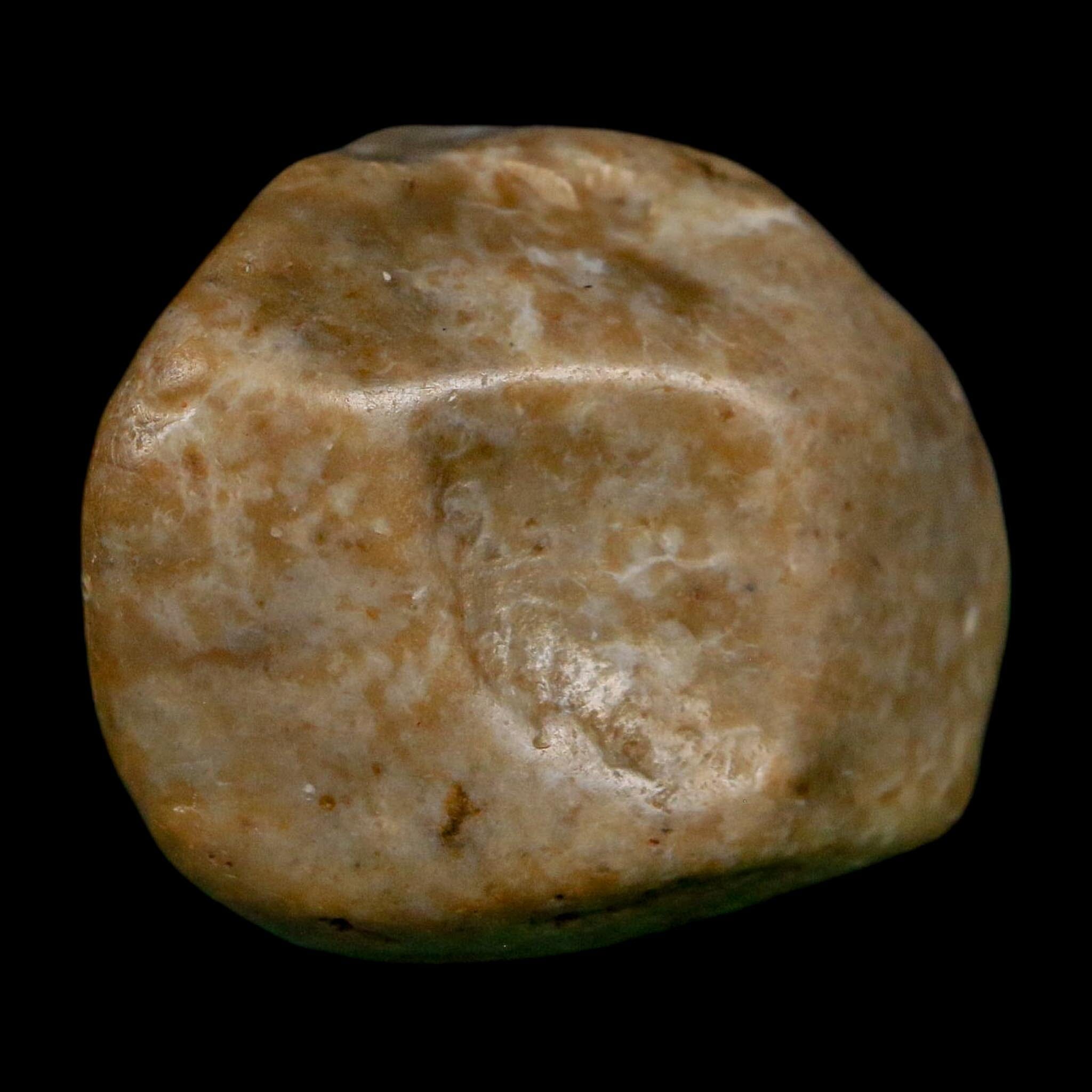 2" Sauropod Dinosaur Stomach Stone Gastrolith Rock Gizzard Stone COA - Fossil Age Minerals