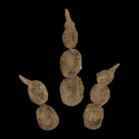 4.3" Grallator Variabilis Dinosaurs Track Foot Print Jurassic Age France COA, Stand - Fossil Age Minerals