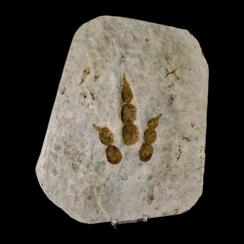 4.3" Grallator Variabilis Dinosaurs Track Foot Print Jurassic Age France COA, Stand - Fossil Age Minerals
