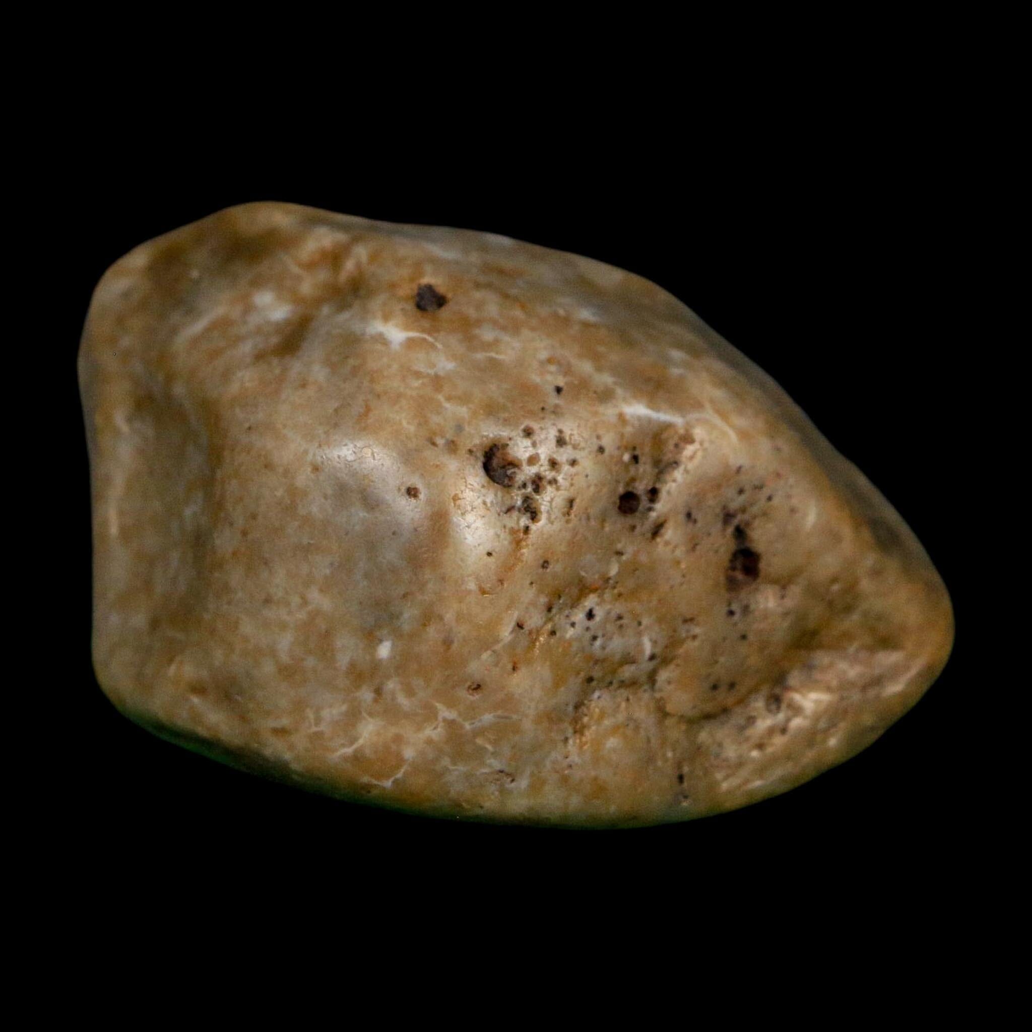 2" Sauropod Dinosaur Stomach Stone Gastrolith Rock Gizzard Stone COA - Fossil Age Minerals