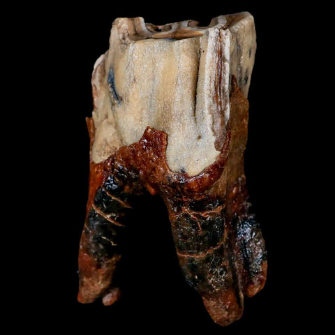 3.6" Woolly Rhinoceros Fossil Rooted Tooth Pleistocene Age Megafauna Russia COA - Fossil Age Minerals