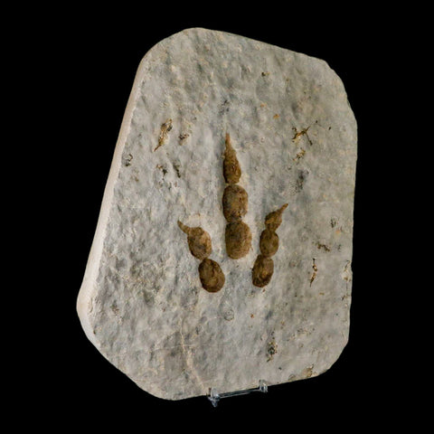 4.3" Grallator Variabilis Dinosaurs Track Foot Print Jurassic Age France COA, Stand - Fossil Age Minerals