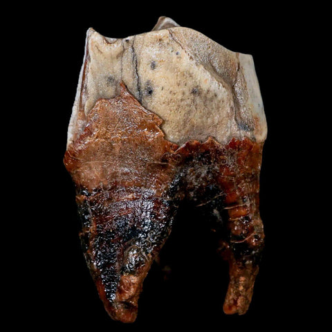 3.6" Woolly Rhinoceros Fossil Rooted Tooth Pleistocene Age Megafauna Russia COA - Fossil Age Minerals