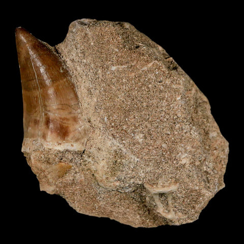 1.6" Mosasaur Prognathodon Fossil Tooth In Matrix Cretaceous Dinosaur Era COA - Fossil Age Minerals