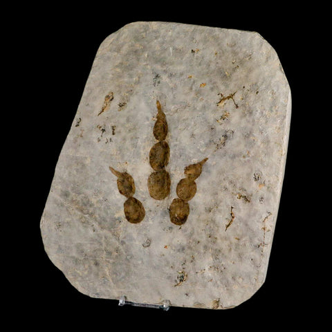 4.3" Grallator Variabilis Dinosaurs Track Foot Print Jurassic Age France COA, Stand - Fossil Age Minerals