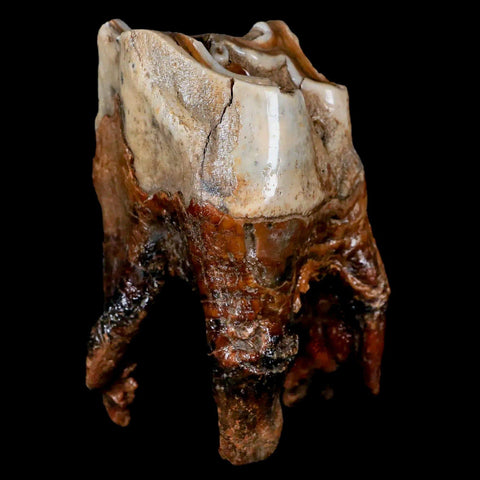 3.6" Woolly Rhinoceros Fossil Rooted Tooth Pleistocene Age Megafauna Russia COA - Fossil Age Minerals