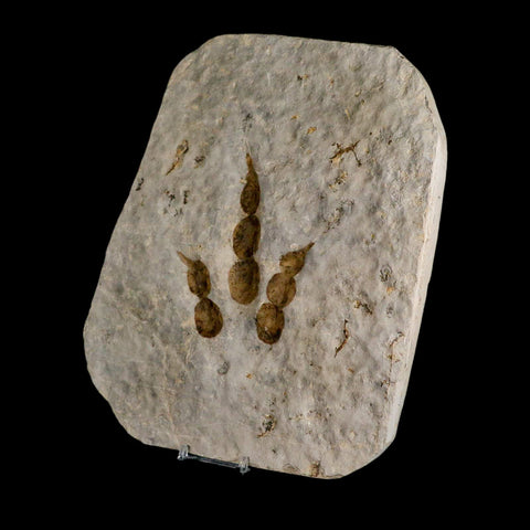 4.3" Grallator Variabilis Dinosaurs Track Foot Print Jurassic Age France COA, Stand - Fossil Age Minerals
