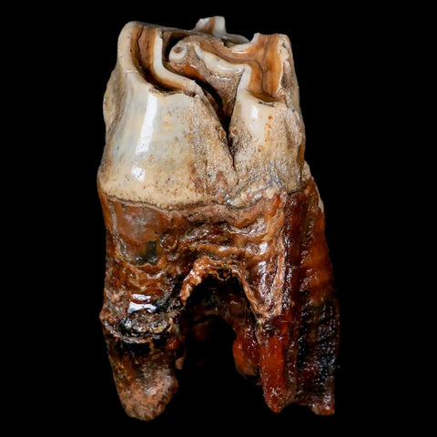 3.6" Woolly Rhinoceros Fossil Rooted Tooth Pleistocene Age Megafauna Russia COA - Fossil Age Minerals