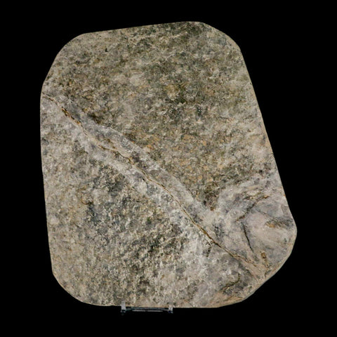 4.3" Grallator Variabilis Dinosaurs Track Foot Print Jurassic Age France COA, Stand - Fossil Age Minerals