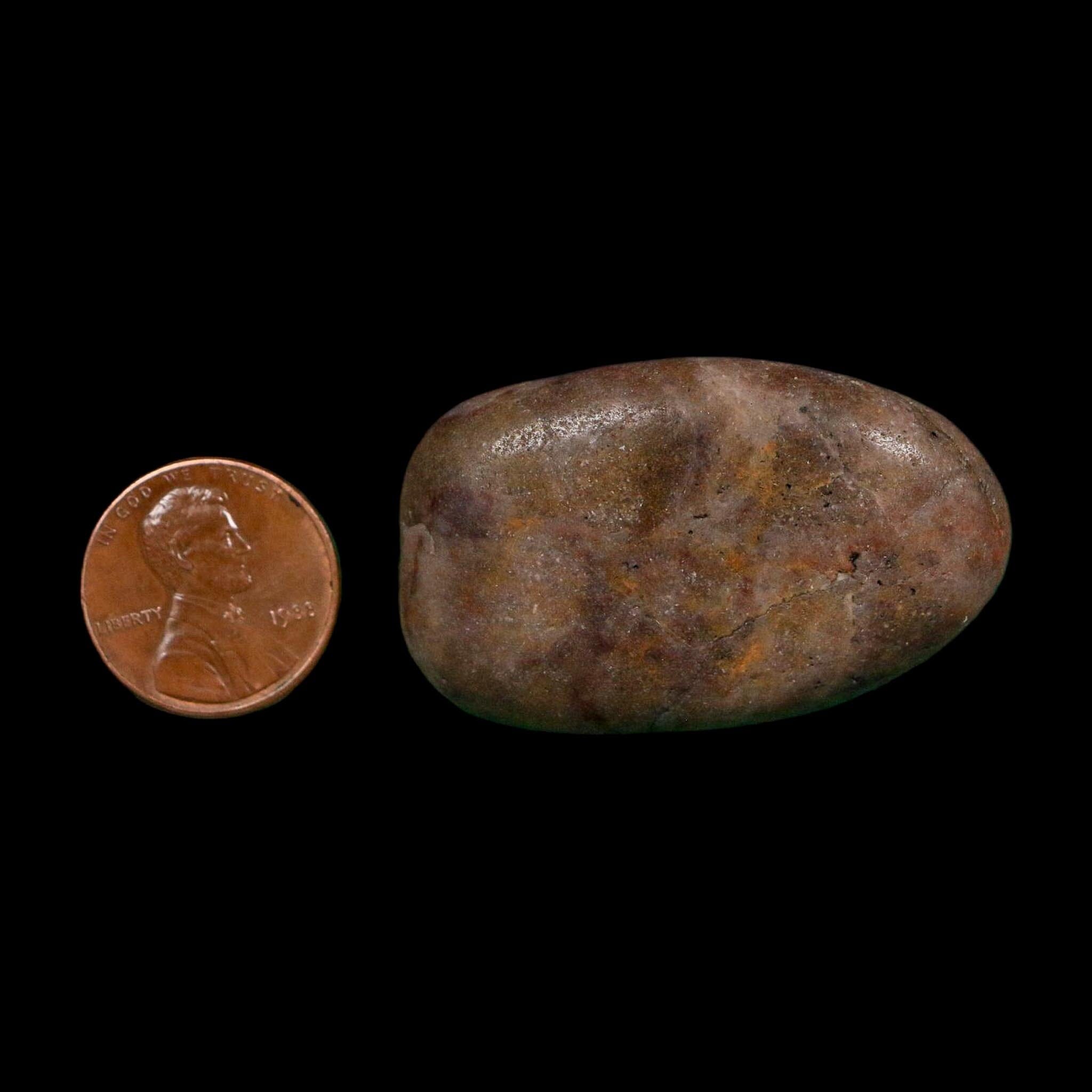 1.8" Sauropod Dinosaur Stomach Stone Gastrolith Rock Gizzard Stone COA - Fossil Age Minerals
