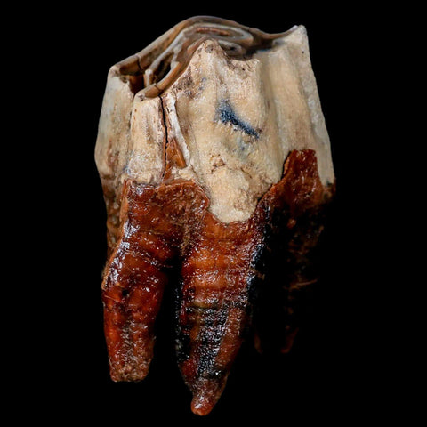 3.6" Woolly Rhinoceros Fossil Rooted Tooth Pleistocene Age Megafauna Russia COA - Fossil Age Minerals