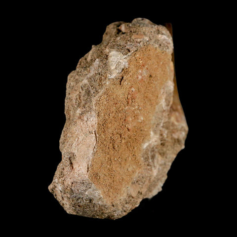 1.6" Mosasaur Prognathodon Fossil Tooth In Matrix Cretaceous Dinosaur Era COA - Fossil Age Minerals