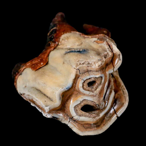 3.6" Woolly Rhinoceros Fossil Rooted Tooth Pleistocene Age Megafauna Russia COA - Fossil Age Minerals