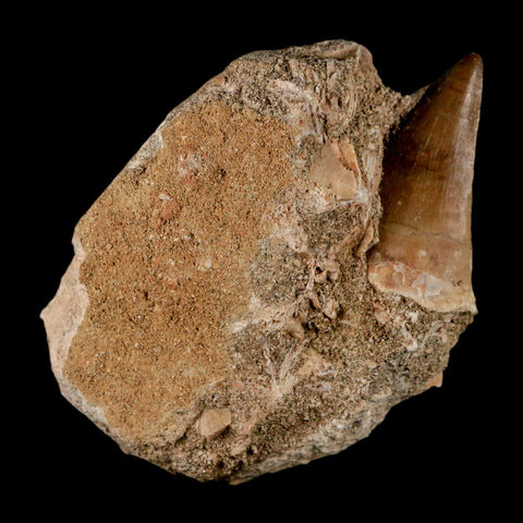 1.6" Mosasaur Prognathodon Fossil Tooth In Matrix Cretaceous Dinosaur Era COA - Fossil Age Minerals