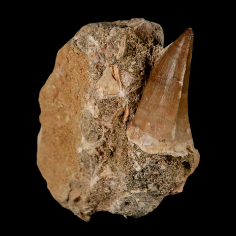 1.6" Mosasaur Prognathodon Fossil Tooth In Matrix Cretaceous Dinosaur Era COA - Fossil Age Minerals