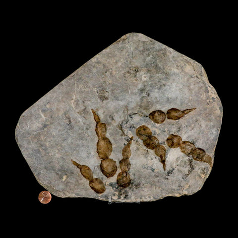 2 Two Grallator Variabilis Dinosaurs Tracks Foot Prints Jurassic Age France COA, Stand - Fossil Age Minerals