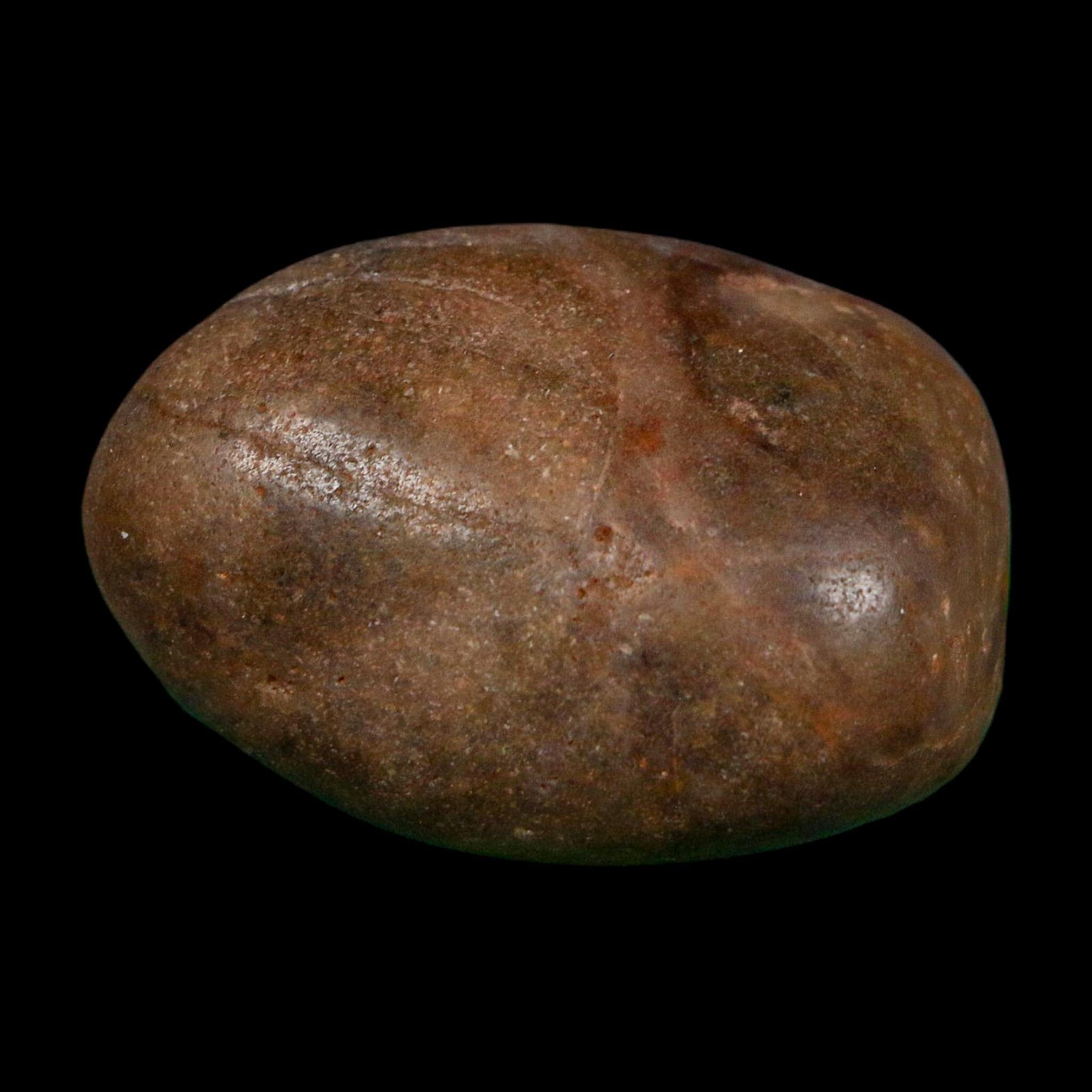 1.8" Sauropod Dinosaur Stomach Stone Gastrolith Rock Gizzard Stone COA - Fossil Age Minerals