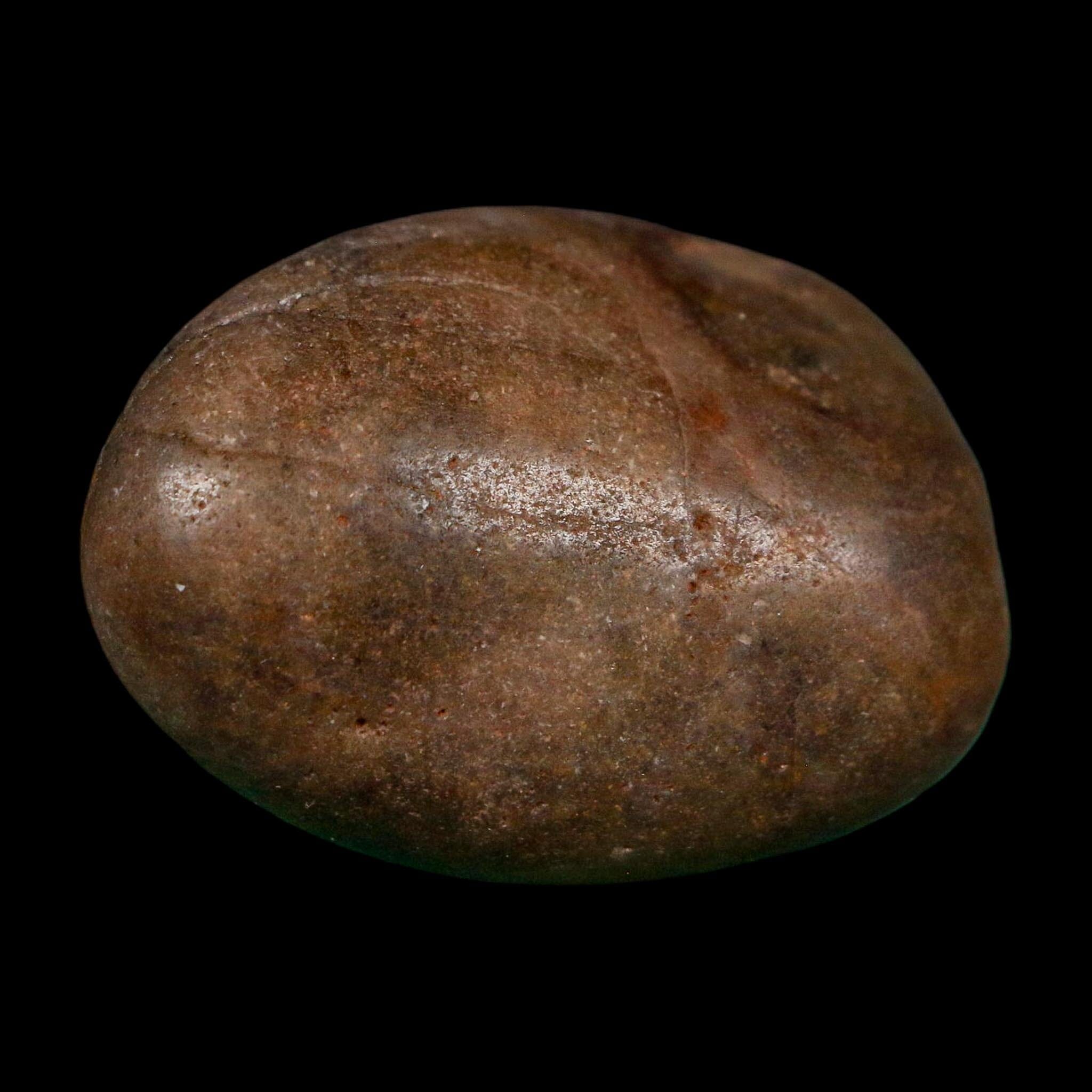 1.8" Sauropod Dinosaur Stomach Stone Gastrolith Rock Gizzard Stone COA - Fossil Age Minerals