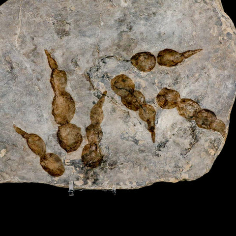 2 Two Grallator Variabilis Dinosaurs Tracks Foot Prints Jurassic Age France COA, Stand - Fossil Age Minerals