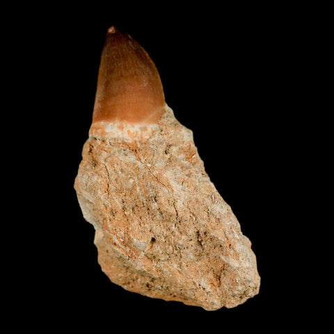 1.3" Mosasaur Prognathodon Fossil Tooth In Matrix Cretaceous Dinosaur Era COA - Fossil Age Minerals