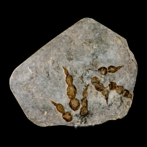 2 Two Grallator Variabilis Dinosaurs Tracks Foot Prints Jurassic Age France COA, Stand - Fossil Age Minerals