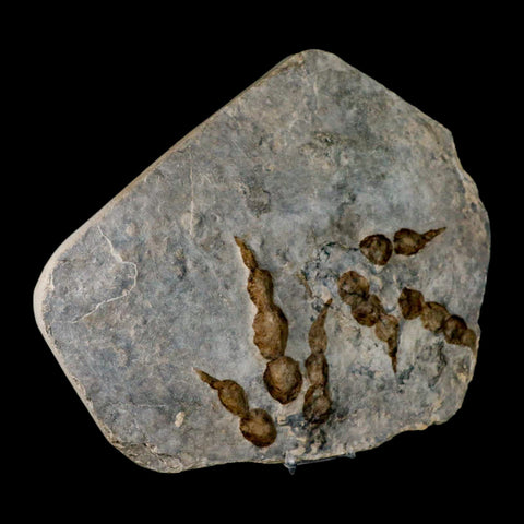 2 Two Grallator Variabilis Dinosaurs Tracks Foot Prints Jurassic Age France COA, Stand - Fossil Age Minerals