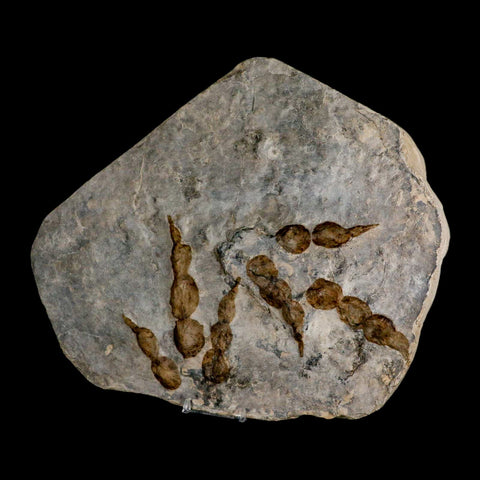 2 Two Grallator Variabilis Dinosaurs Tracks Foot Prints Jurassic Age France COA, Stand - Fossil Age Minerals