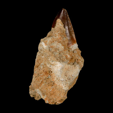 1.3" Mosasaur Prognathodon Fossil Tooth In Matrix Cretaceous Dinosaur Era COA - Fossil Age Minerals