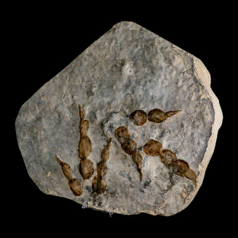 2 Two Grallator Variabilis Dinosaurs Tracks Foot Prints Jurassic Age France COA, Stand - Fossil Age Minerals