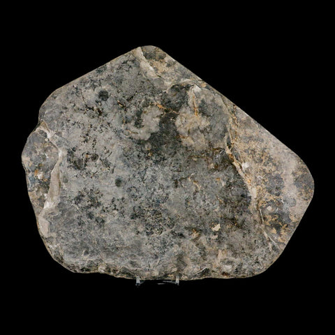 2 Two Grallator Variabilis Dinosaurs Tracks Foot Prints Jurassic Age France COA, Stand - Fossil Age Minerals