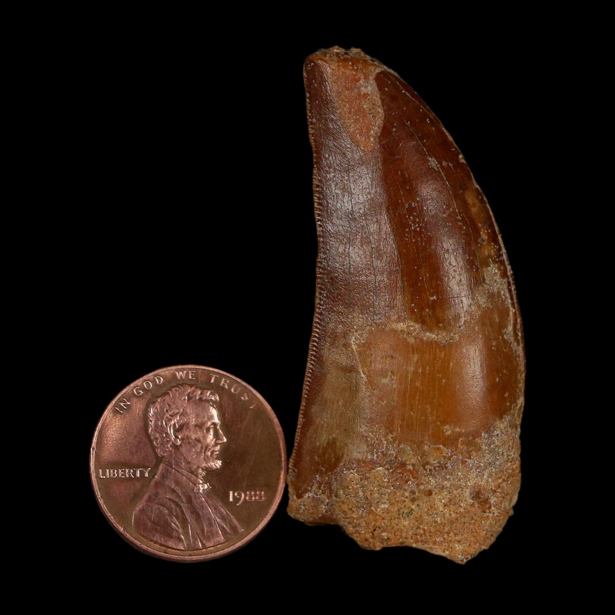 1.9" Carcharodontosaurus Fossil Tooth Cretaceous Dinosaur Morocco COA Stand - Fossil Age Minerals