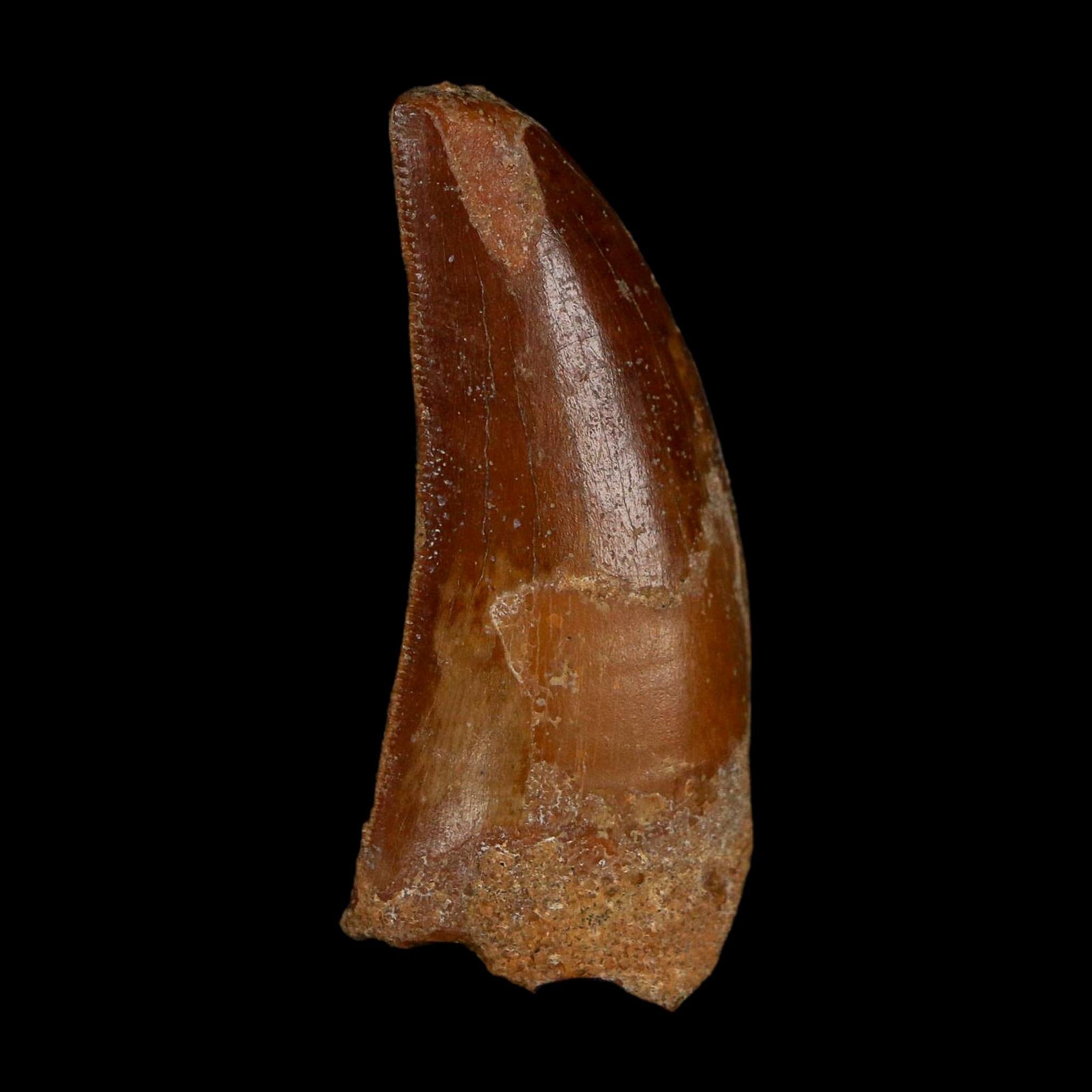 1.9" Carcharodontosaurus Fossil Tooth Cretaceous Dinosaur Morocco COA Stand - Fossil Age Minerals