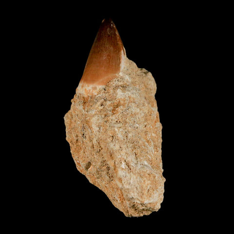 1.3" Mosasaur Prognathodon Fossil Tooth In Matrix Cretaceous Dinosaur Era COA - Fossil Age Minerals