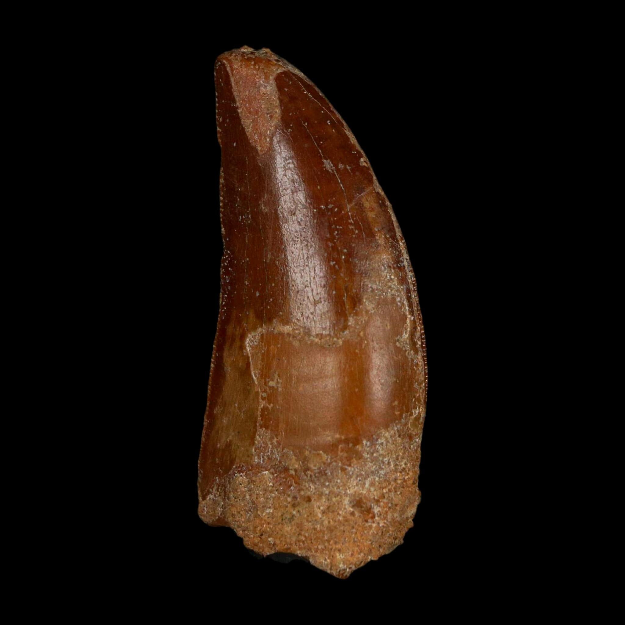 1.9" Carcharodontosaurus Fossil Tooth Cretaceous Dinosaur Morocco COA Stand - Fossil Age Minerals