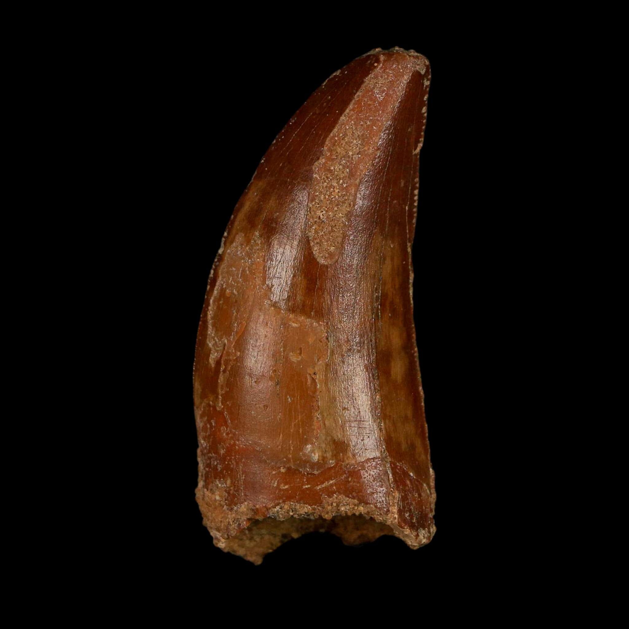 1.9" Carcharodontosaurus Fossil Tooth Cretaceous Dinosaur Morocco COA Stand - Fossil Age Minerals