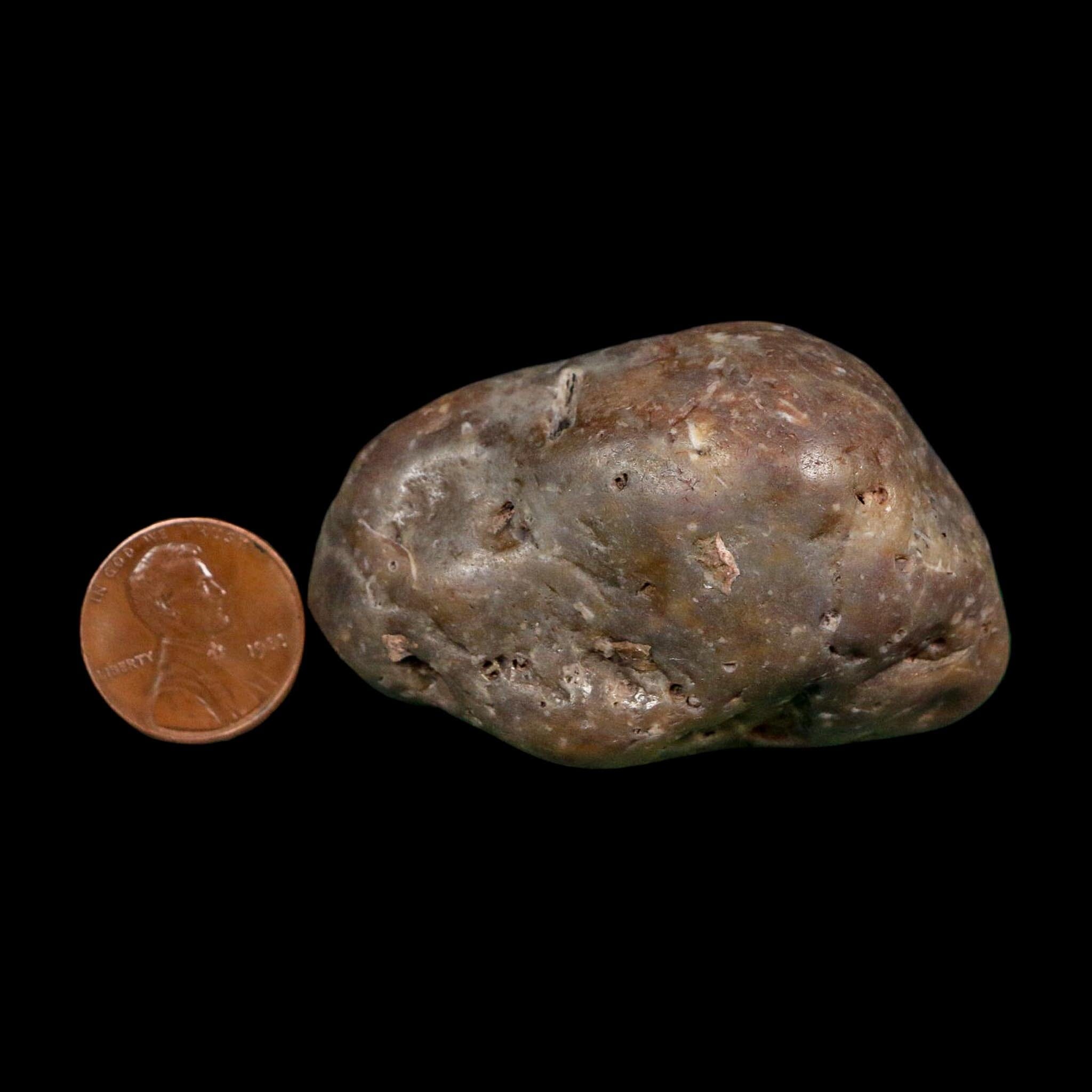 2.3" Sauropod Dinosaur Stomach Stone Gastrolith Rock Gizzard Stone COA - Fossil Age Minerals