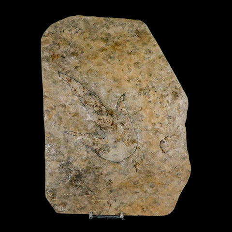 5.3" Grallator Variabilis Dinosaurs Track Foot Print Jurassic Age France COA, Stand - Fossil Age Minerals