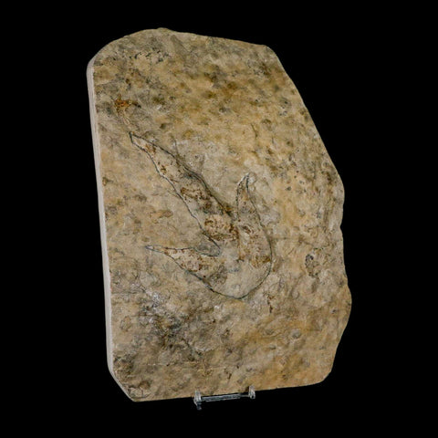 5.3" Grallator Variabilis Dinosaurs Track Foot Print Jurassic Age France COA, Stand - Fossil Age Minerals