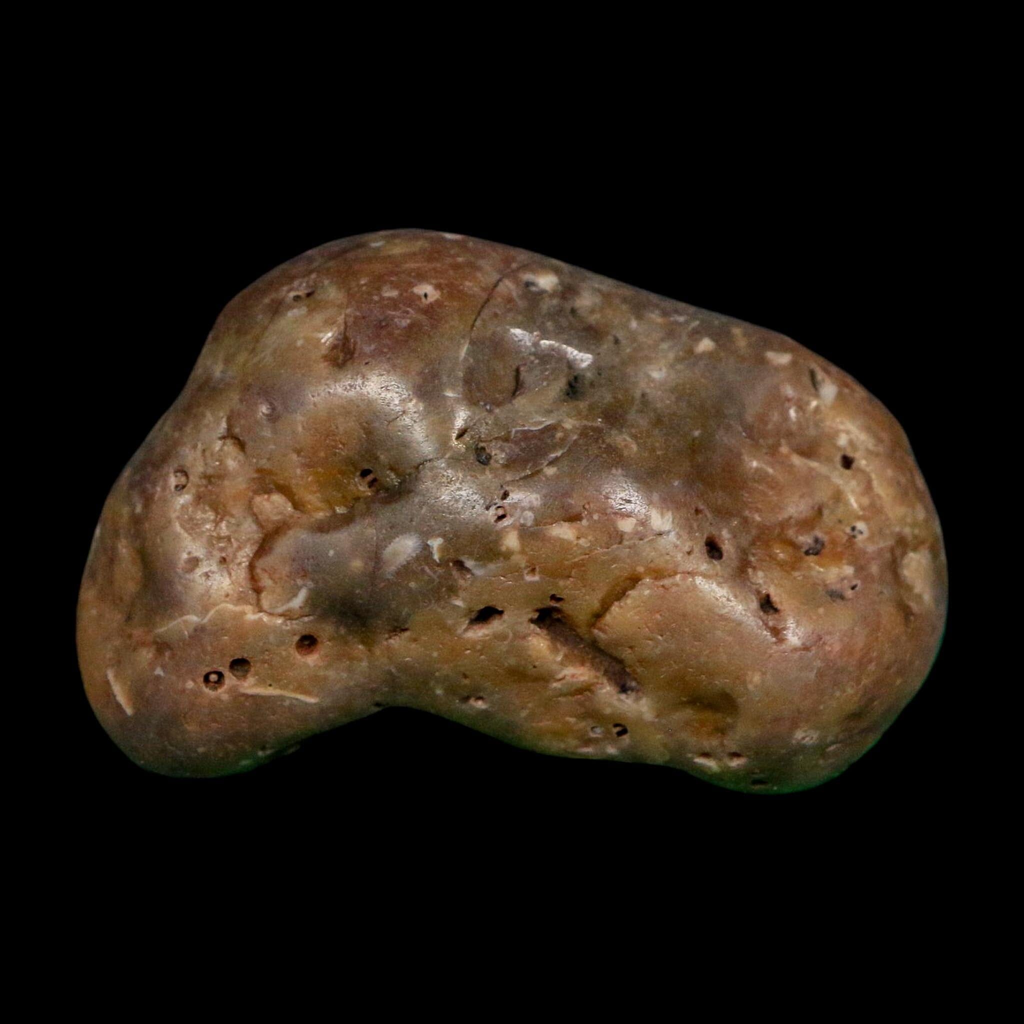 2.3" Sauropod Dinosaur Stomach Stone Gastrolith Rock Gizzard Stone COA - Fossil Age Minerals